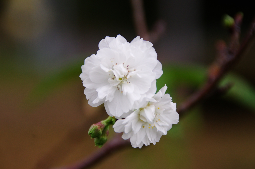 冬桜