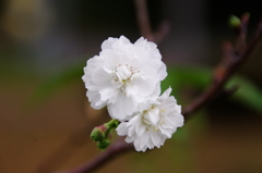 冬桜
