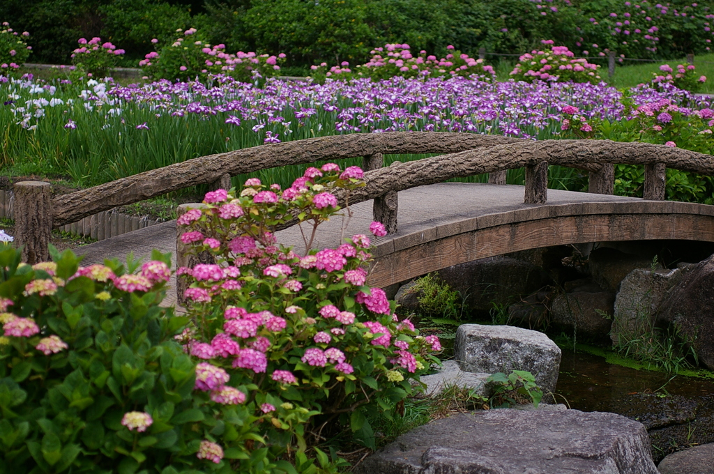 紫陽花と花菖蒲