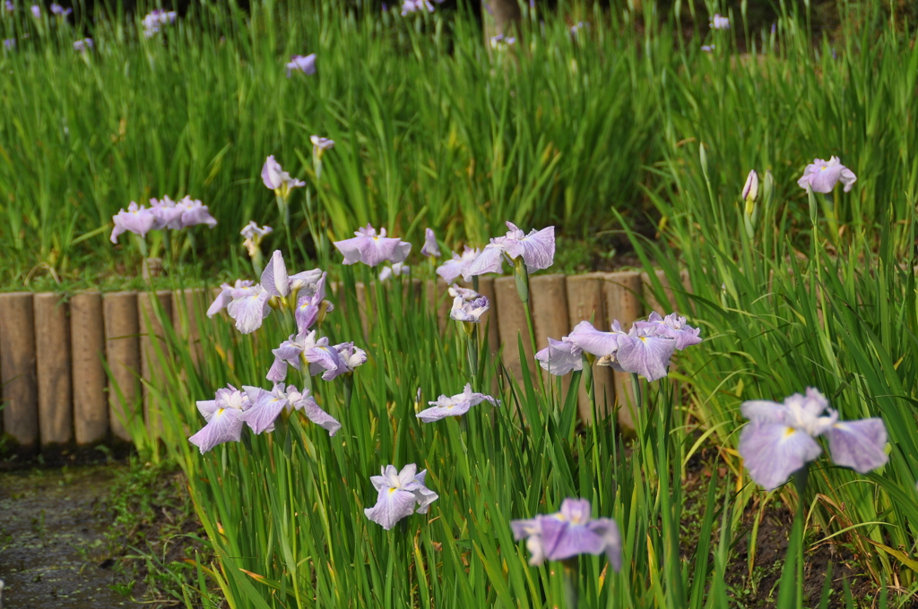 大高緑地公園にて　