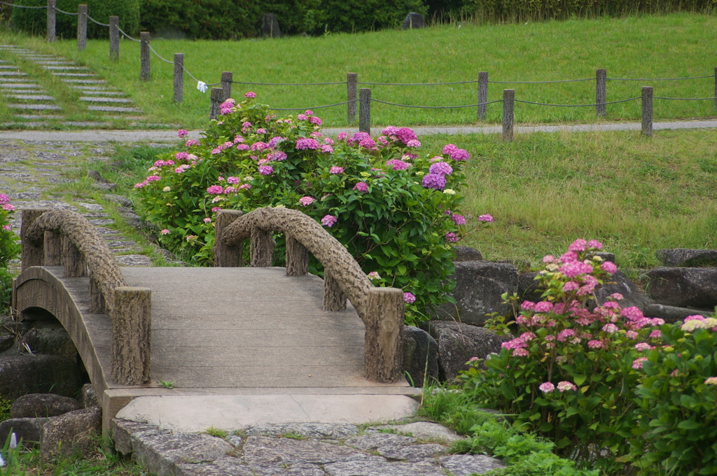 紫陽花のある風景