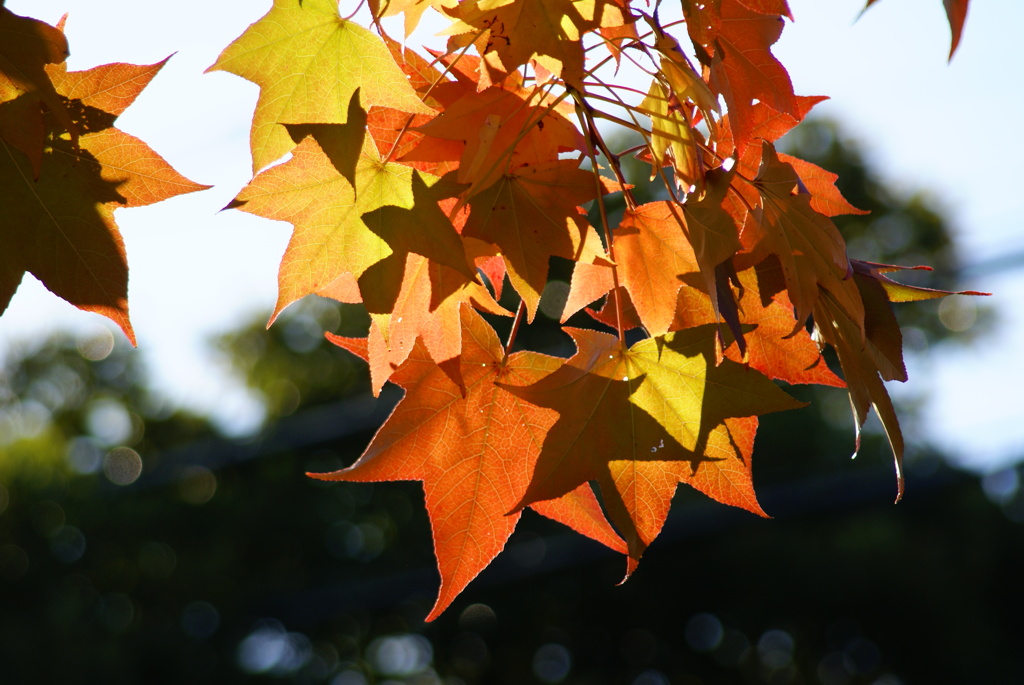 光と影の織りなす秋模様