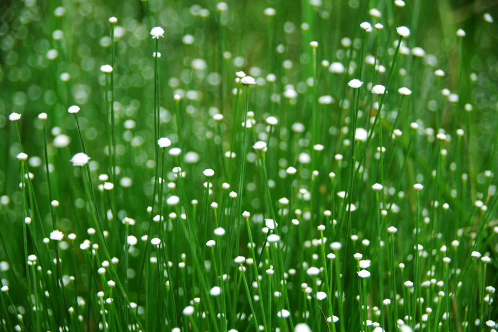 シラタマホシクサの群生