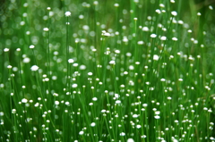 シラタマホシクサの群生