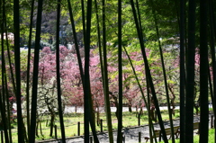 竹林越しのしだれ梅
