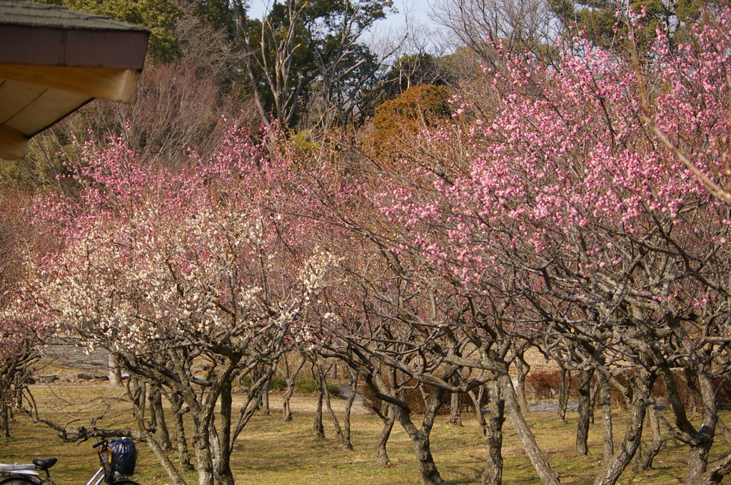 大高緑地公園にて