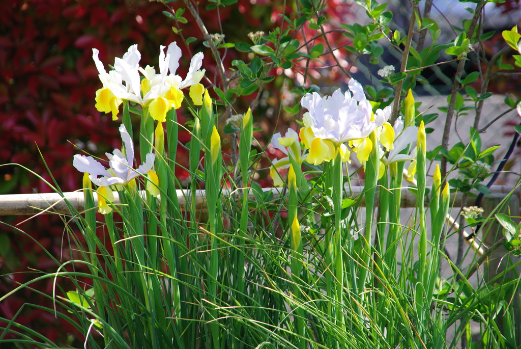 名古屋市農業センターにて　