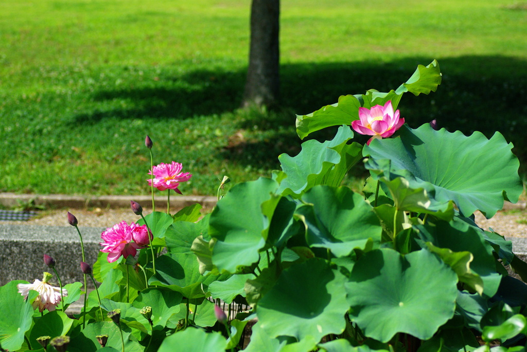 名古屋市農業センターにて　