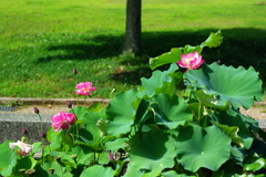 名古屋市農業センターにて　