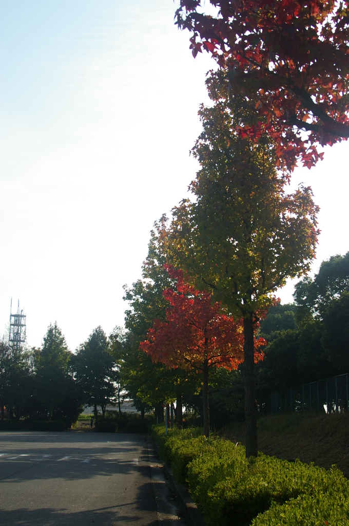 平野部も秋めいて