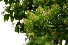 カラコギカエデ