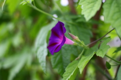 朝顔