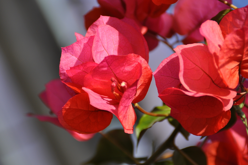 ブーゲンビレア