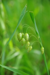 小判草の赤ちゃん