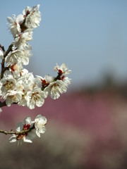 大高緑地公園にて　