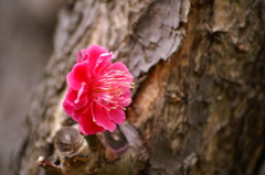幹からこんにちは^-^　