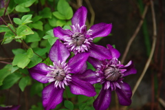 クレマチス・ビエネッタ