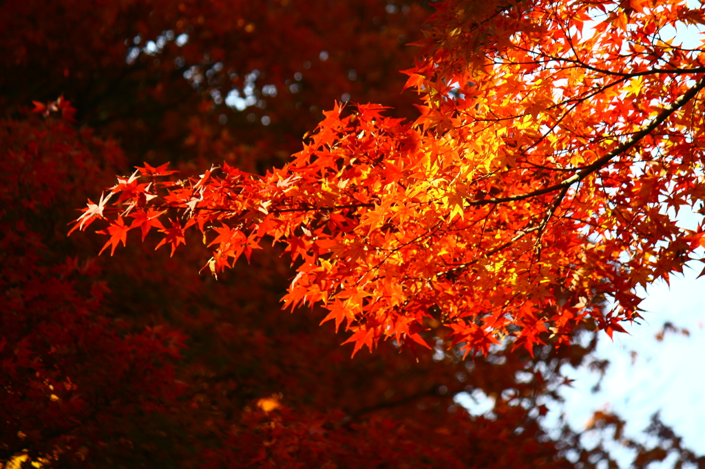 紅の時代