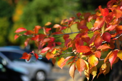 ソメイヨシノもいい色に^^