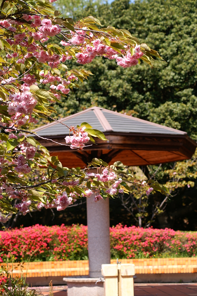 大高緑地公園にて　