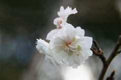 冬桜
