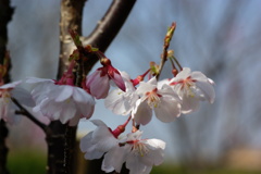 彼岸桜