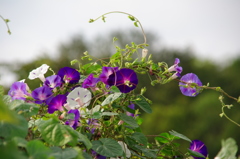 名古屋市農業センターにて　