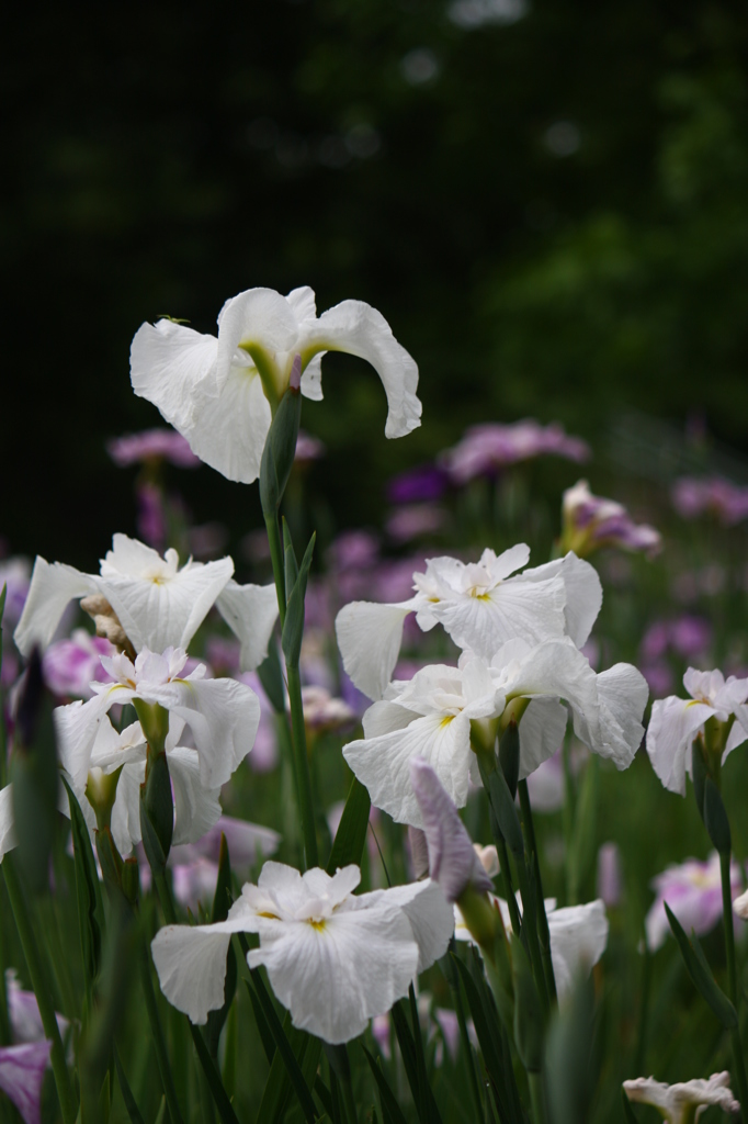 大高緑地公園にて　