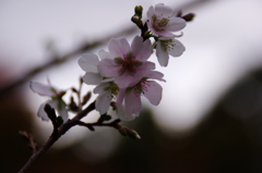 冬桜