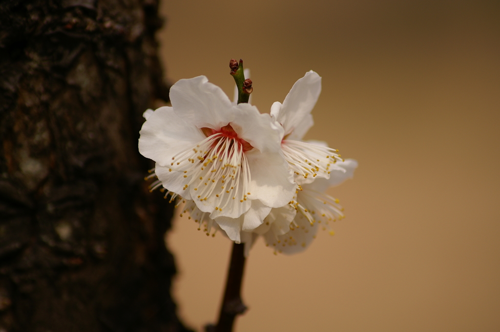 大高緑地公園にて　３月０８日 022