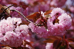 大高緑地公園にて　４月１４日 012