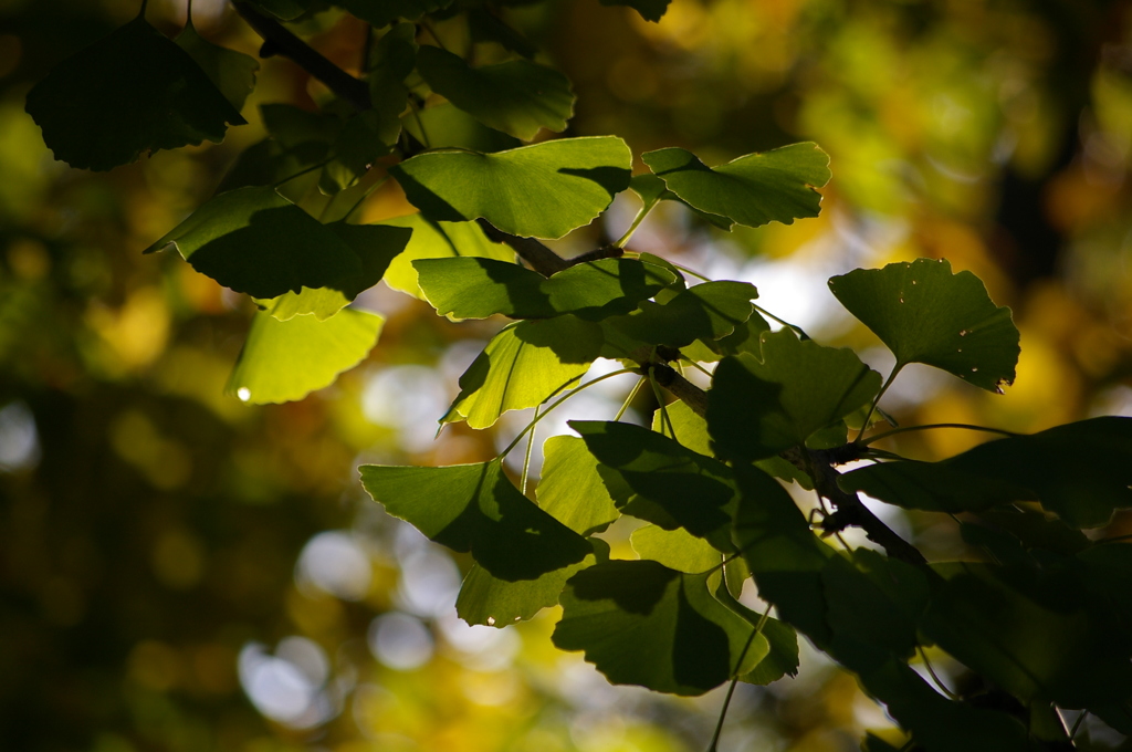 柔らかな日差しを受けて^^