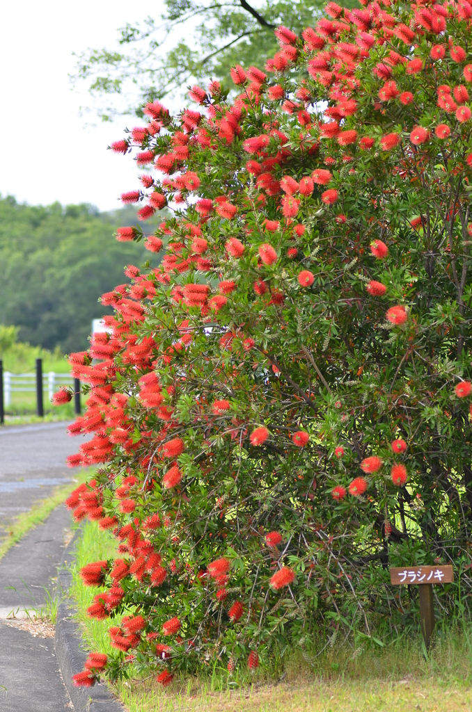 大高緑地公園にて　