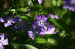 ツルニチニチソウ