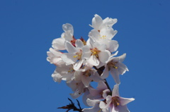 冬桜