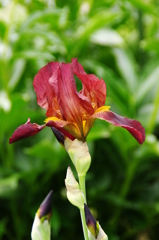 ジャーマンアイリス