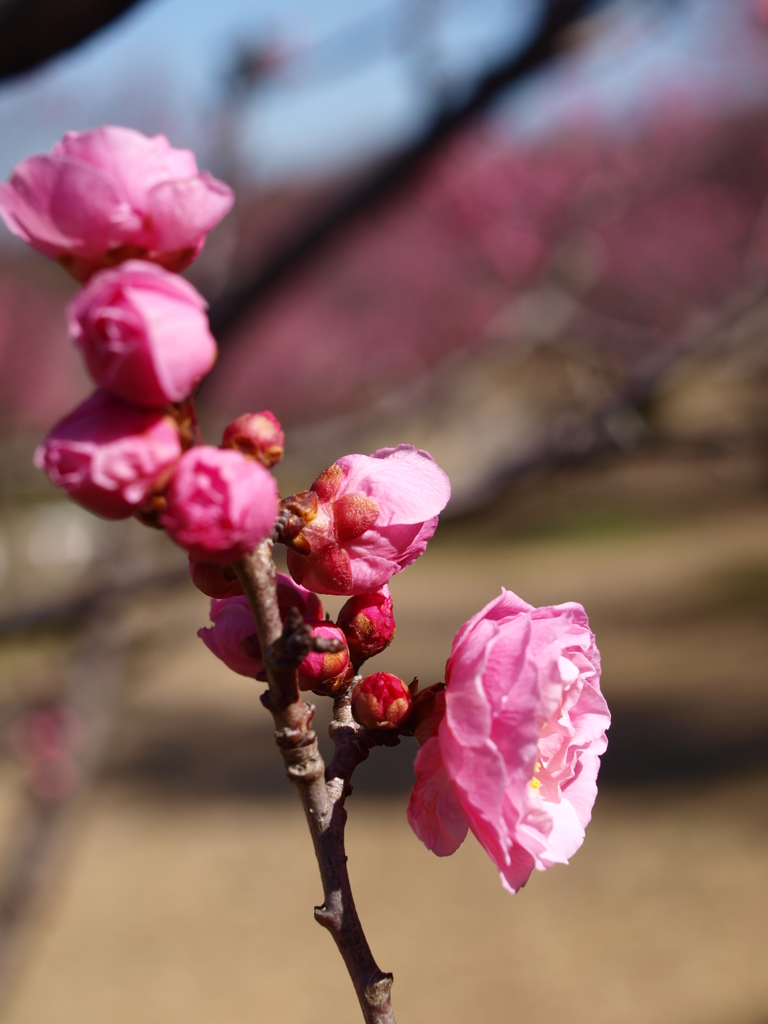 大高緑地公園にて　