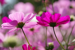 どちらだお好み？