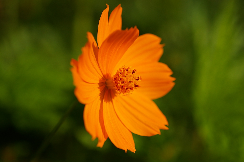 キバナコスモス