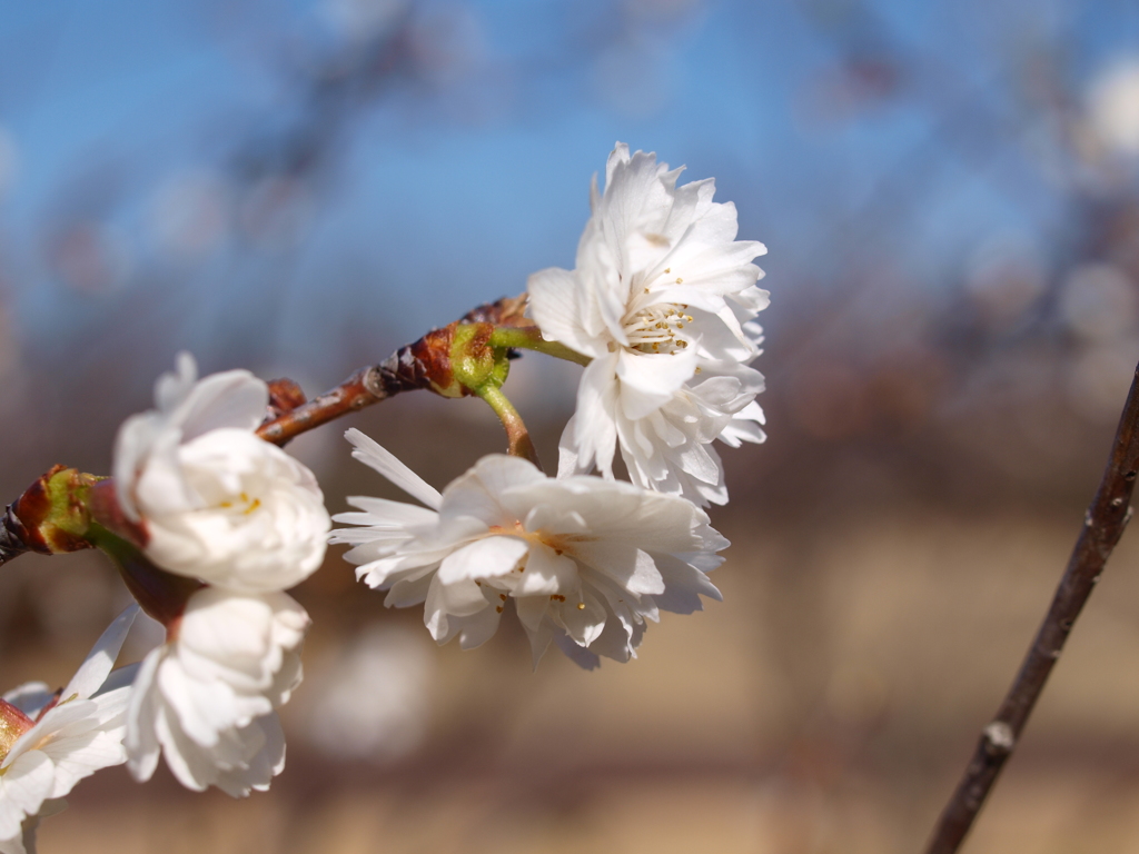 冬桜