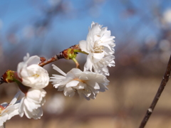 冬桜