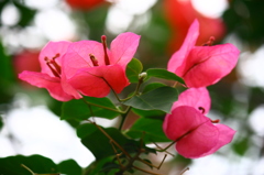 ブーゲンビレア