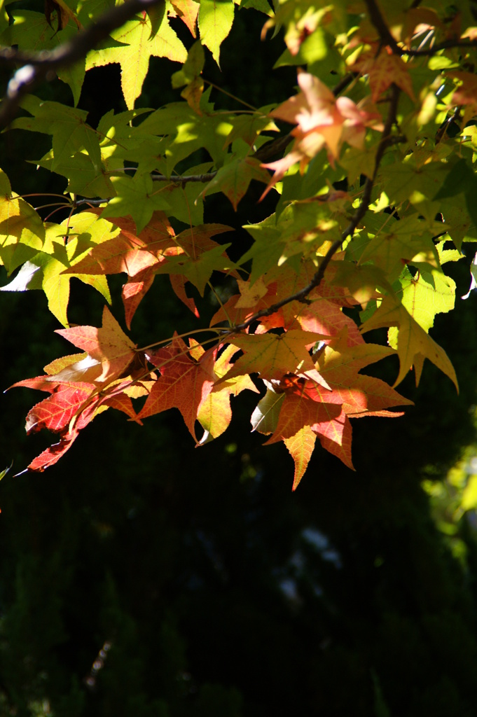 紅葉葉楓