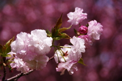 大高緑地公園にて　