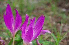 名古屋市農業センターにて　