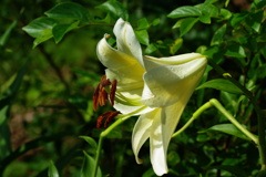 名古屋市農業センターにて　