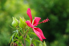 紅葉葵