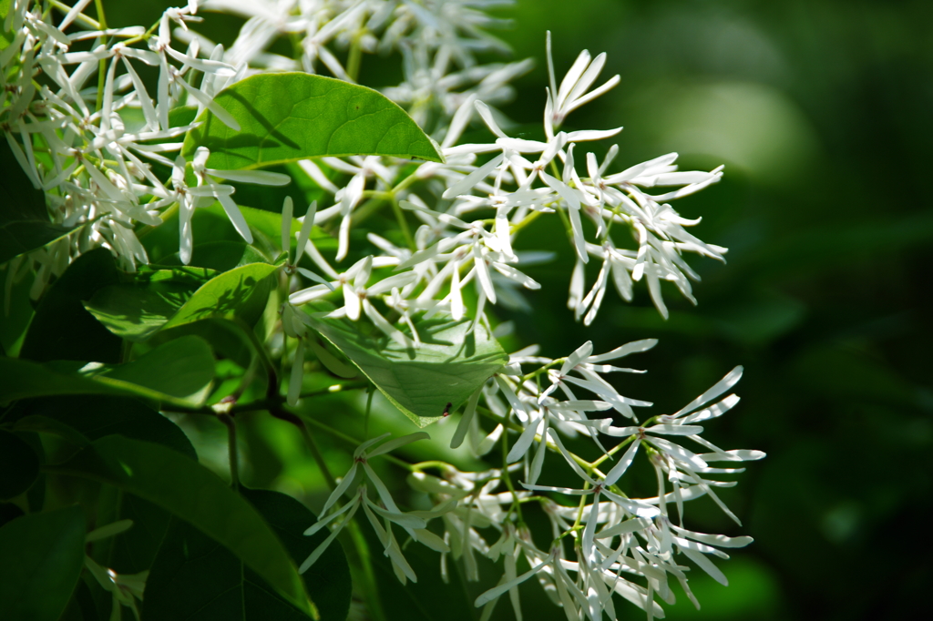 ナンジャモンジャ