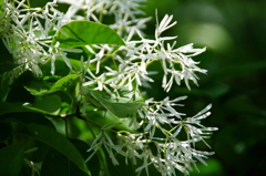 ナンジャモンジャ