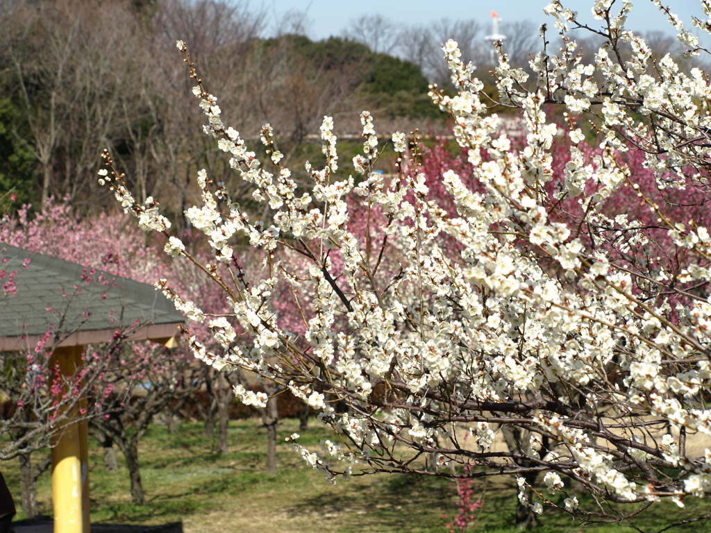 大高緑地公園にて　